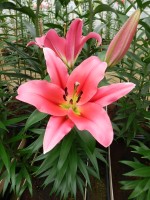 [4139 Muscat No102.JPG]